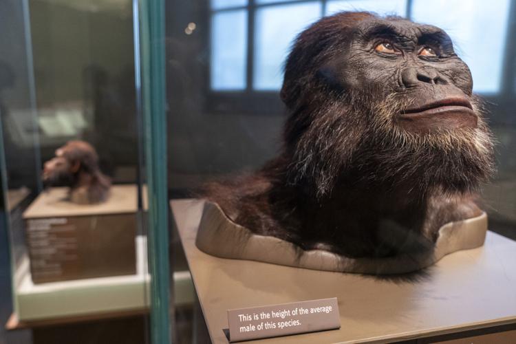 Ancient Humans Genetics