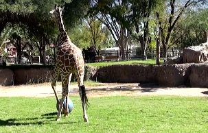 Reid Park Zoo giraffe plays soccer