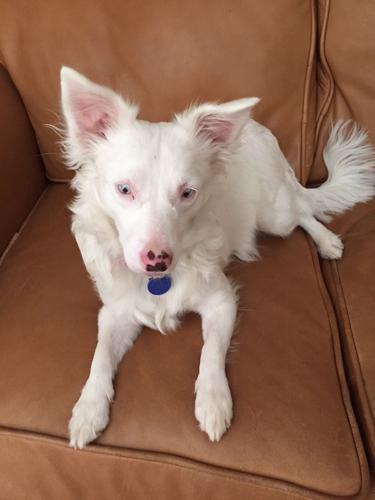 Happy National Dog Day!