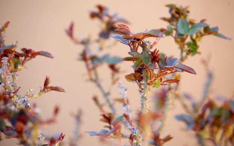 21st Annual Home Garden Tour