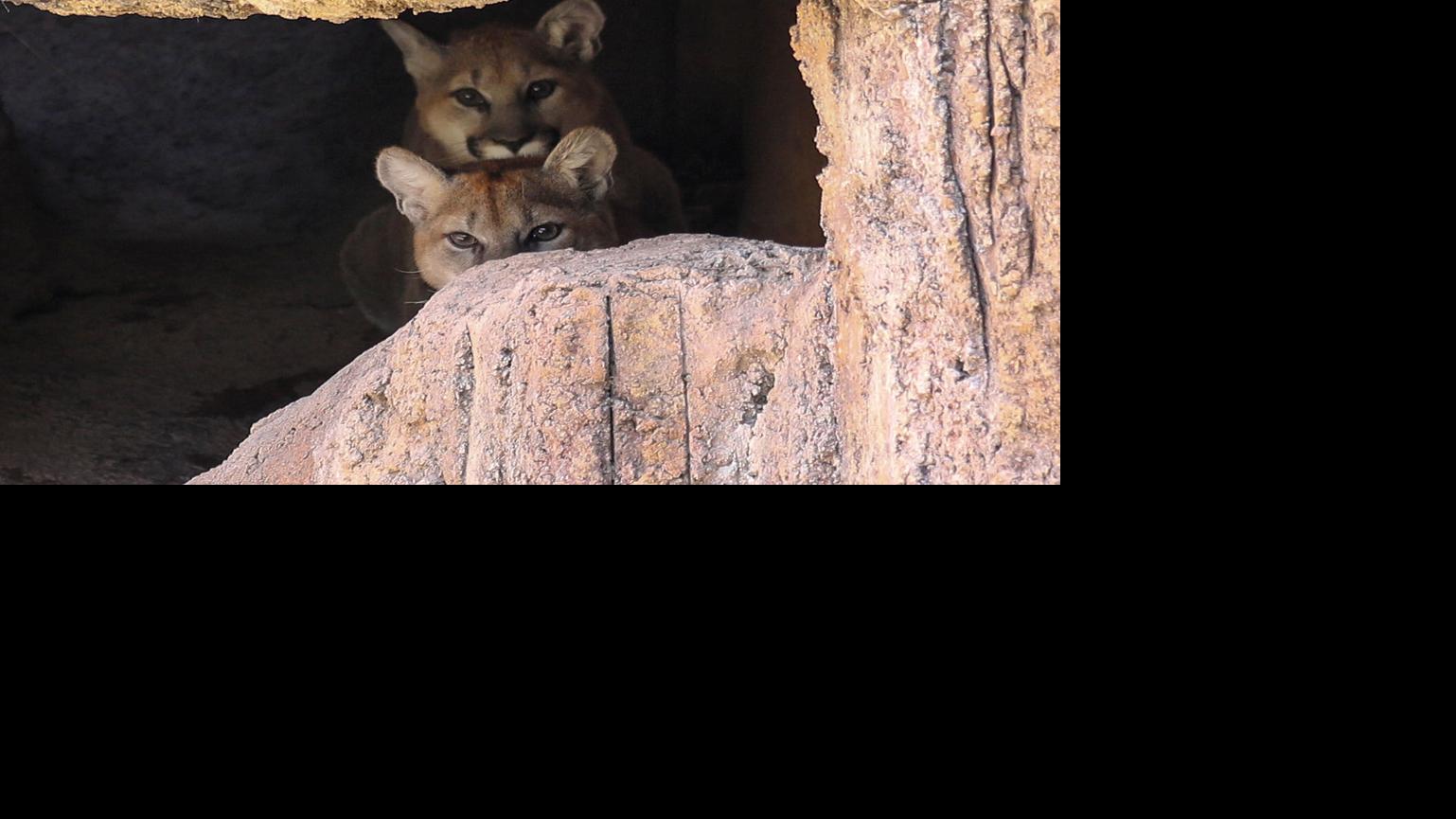 Tucson’s rescued mountain lion brothers finally have names