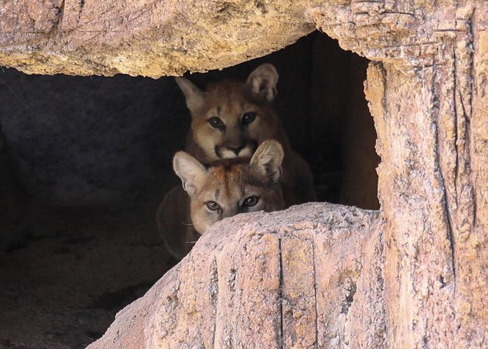 Rescued mountain lion cubs' debut at Arizona-Sonora Desert Museum