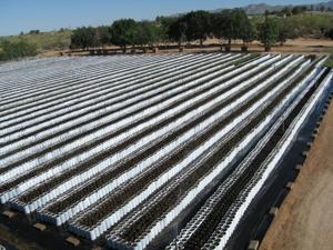 Arizona Pistachio Nursery