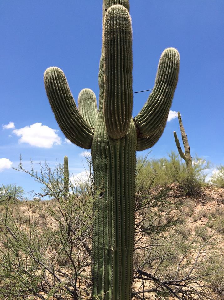 Arrow shot in cactus