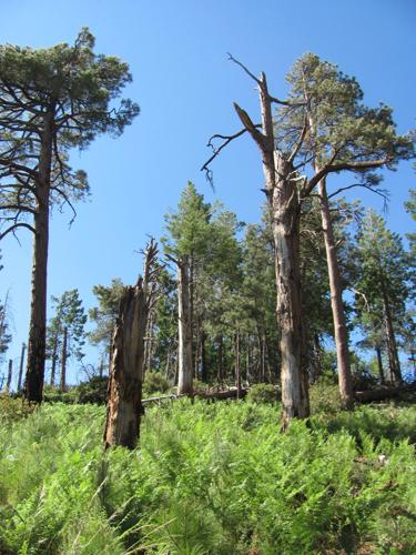 Top trails: Aspen and Marshall Gulch trails