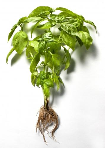 Basil Not just for pesto   