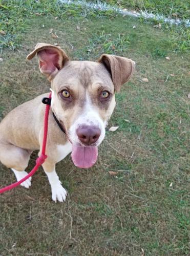 Adopt a friend: Rosie