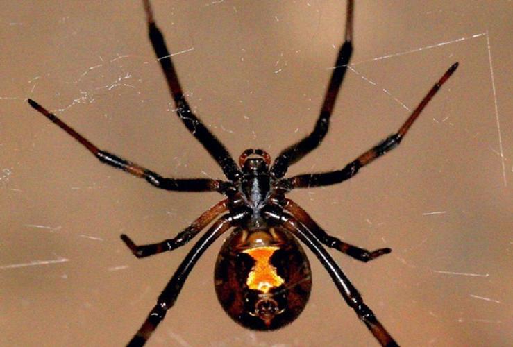 black-widow.jpg
