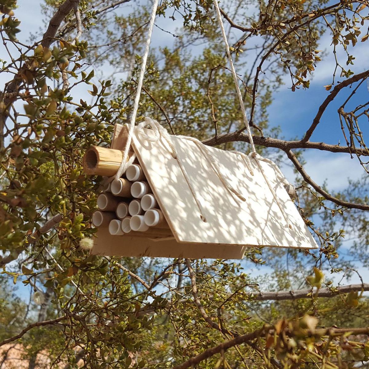 Desert Native Bee Workshop — Native Seeds/SEARCH