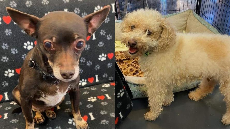 Adopt a friend: Chocolate and George