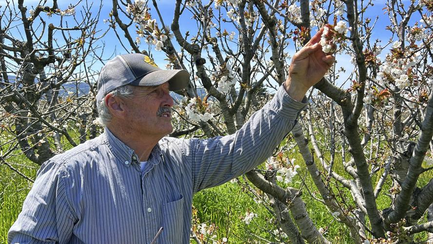 CORRECTION California Storms Farming Bees