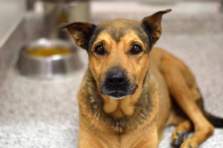 Adopt a friend: Chula