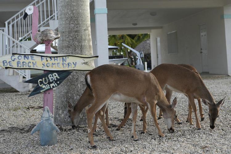 Climate Florida Key Deer