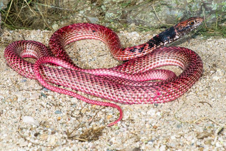 Coachwhip-.jpg