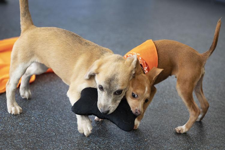 Adopt Love, Adopt Local