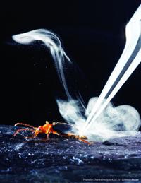 Bug bang theory: Beetle could help understand blasts