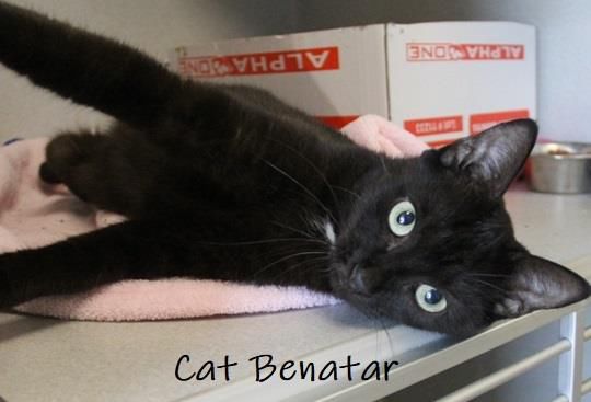 Adopt a friend: Cat Benatar
