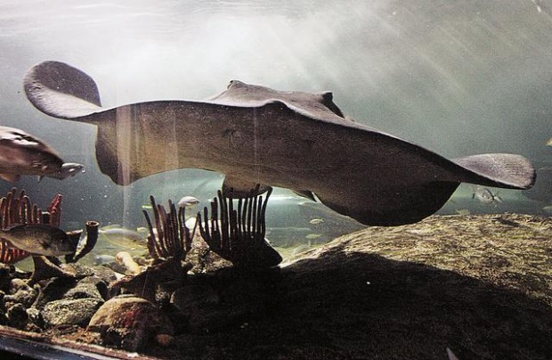 Feed tamer stingrays  