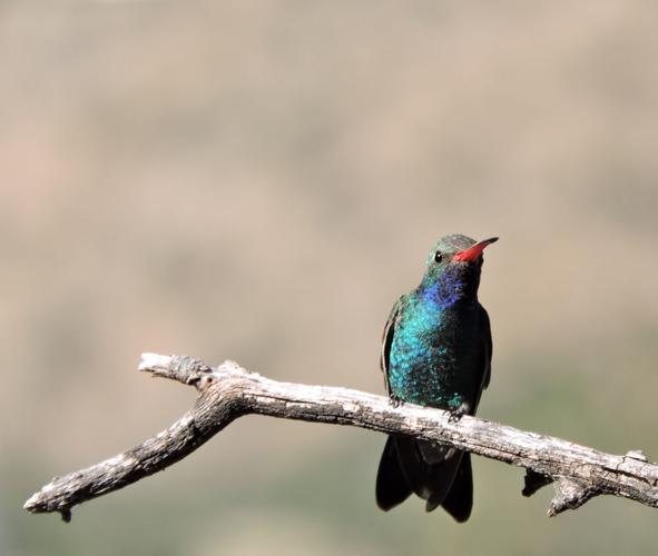 Broadbill-Hummingbird-for-Photography-Article.jpg