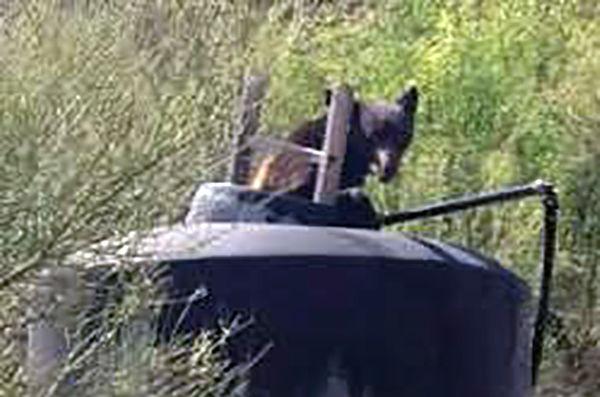 Bear uses ladder to get out of water tank