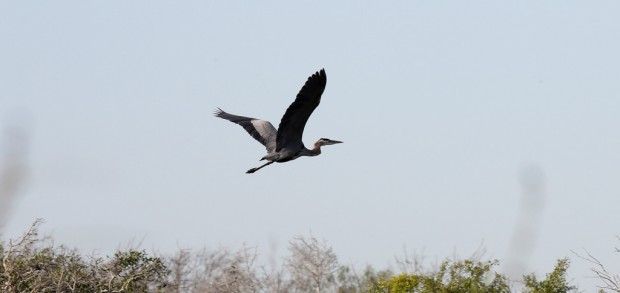 Bird counts give climate clues    