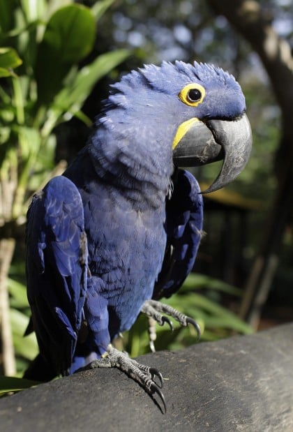Zoo seeks mate for rare macaw   