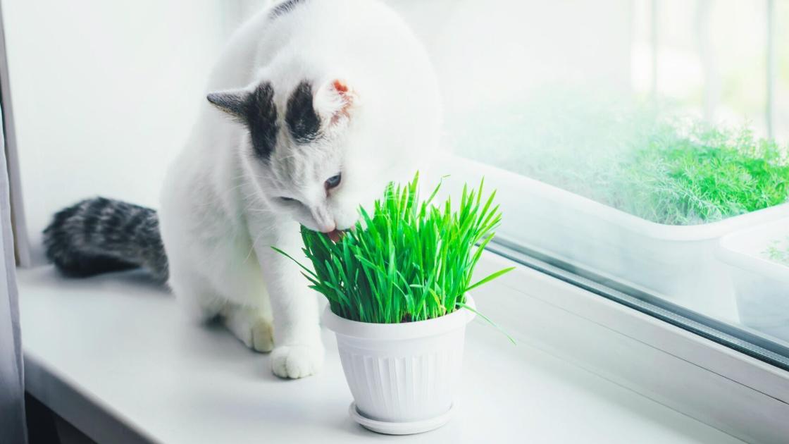 Beyond catnip: 7 safe, cat-friendly plants to have at home