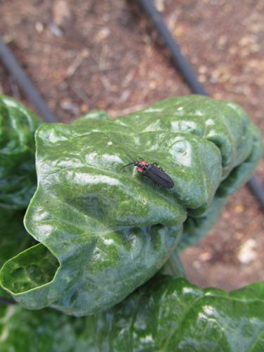 Garden Sage: Firefly