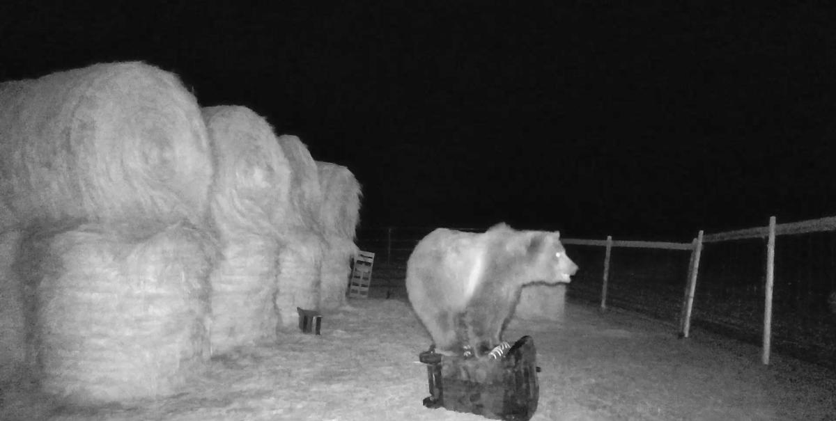 Guard dogs fix some, not all bear problems at Avon ranch