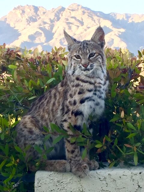 Bobcat relaxing in a backyard.