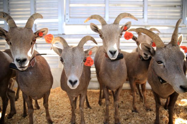 Bighorn Sheep-Nevada-Utah