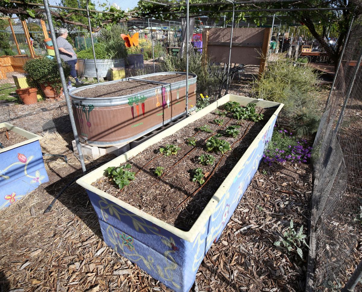 Tucson Gardening A Blow By Blow Look At Raised Beds Vs Basins Home Life Health Tucson Com