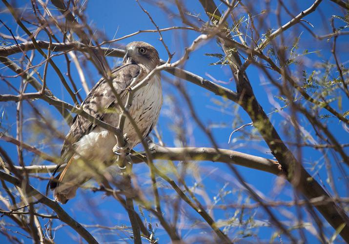 Red-Tailed Hawk Release