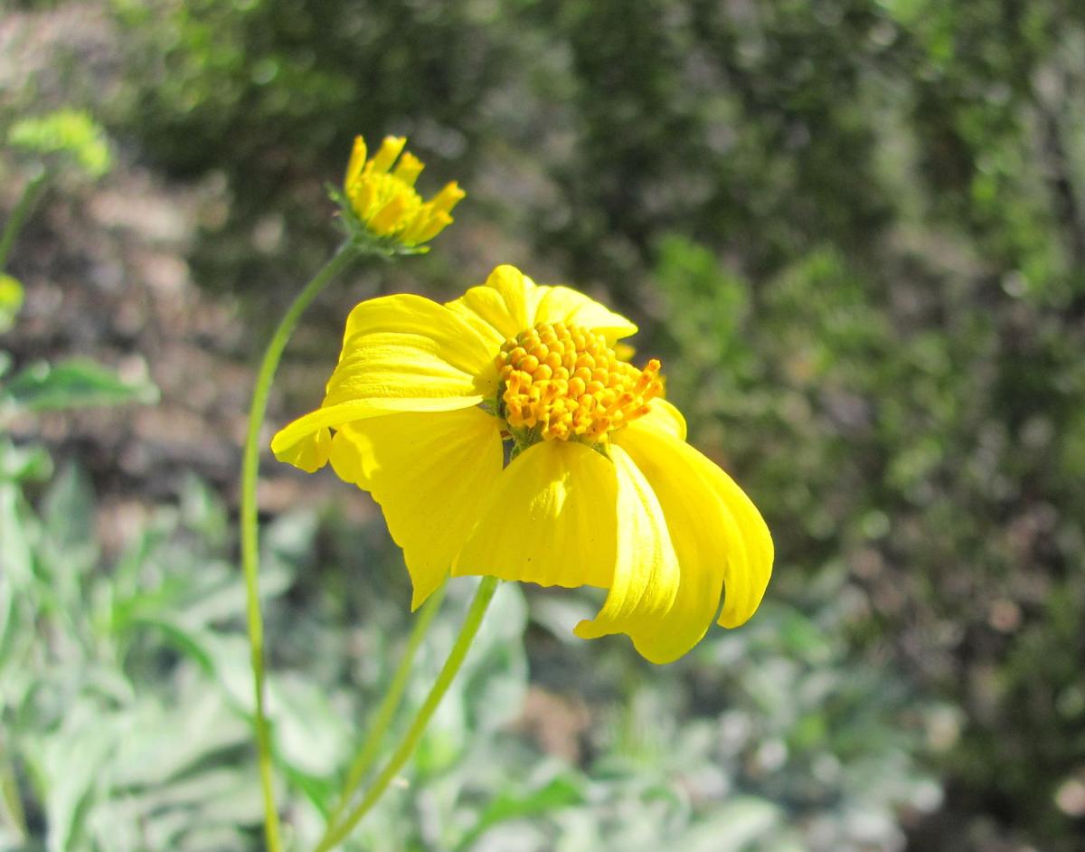 Season's first wildflowers blooming west of Tucson Local news
