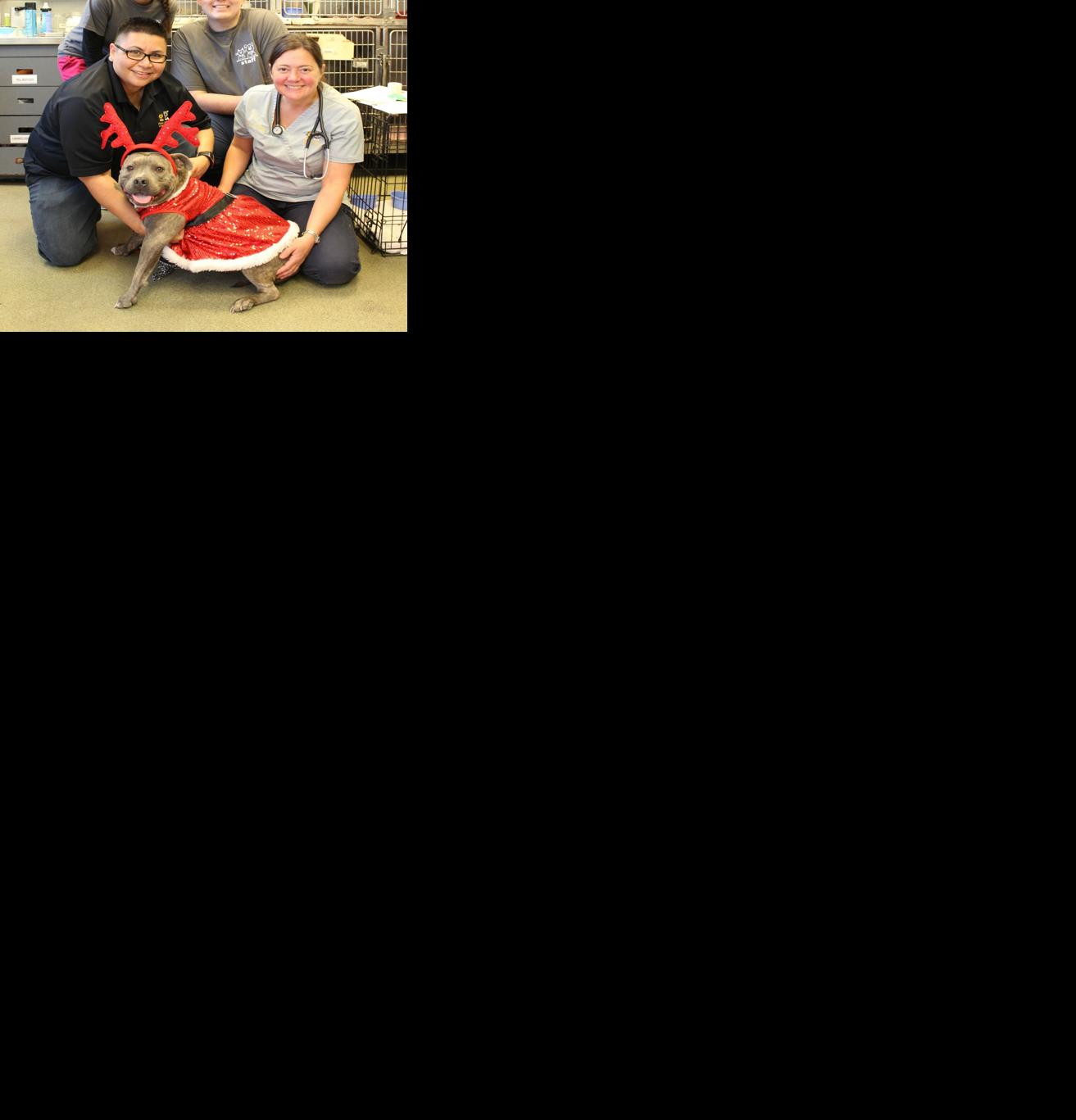 Penelope, a Discarded Pit Bull Turned Princess