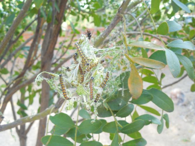 High numbers of caterpillars could damage tree