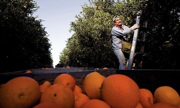 Phoenix-area Citrus Farms See A Way Of Life Squeezed