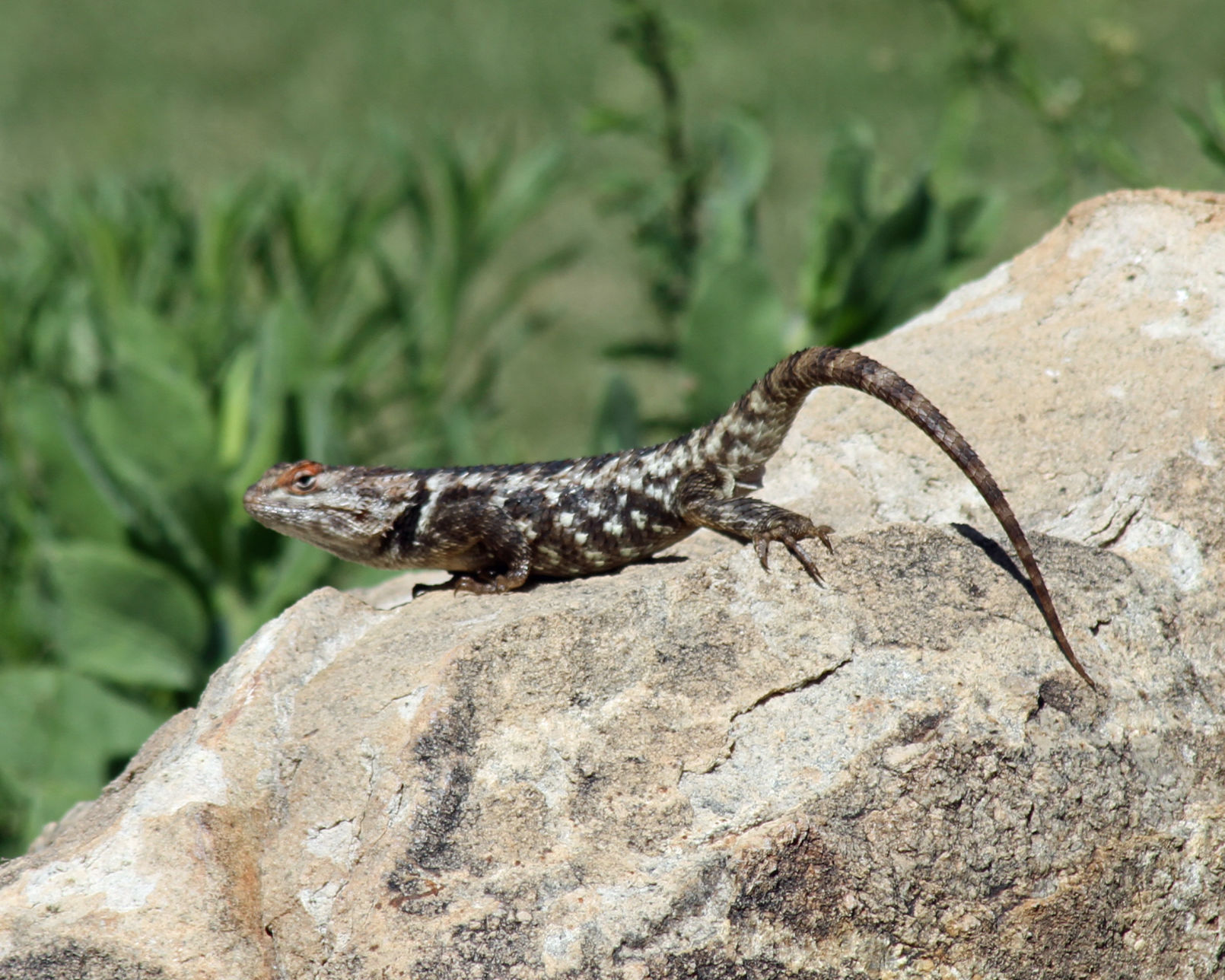 Desert-Spiney-female-6-.JPG