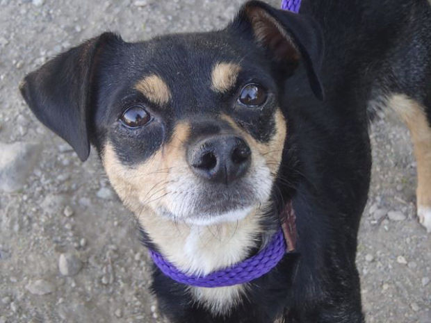 Pima Animal Care Center