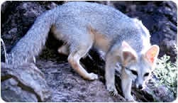 Gray fox