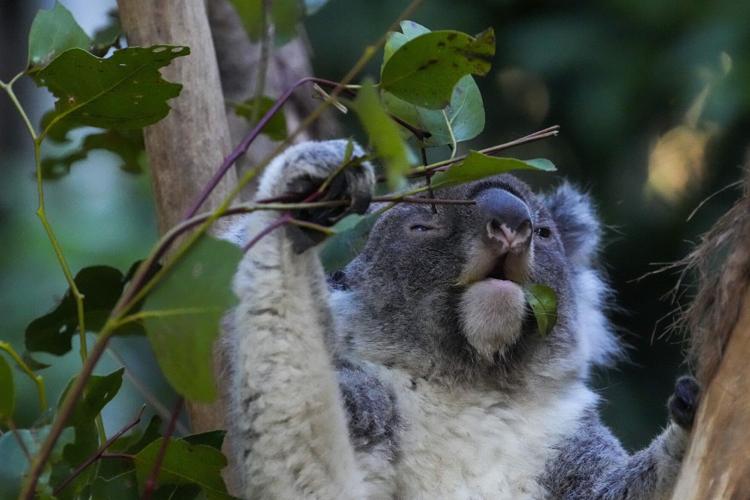 Koala Chlamydia Vaccinations