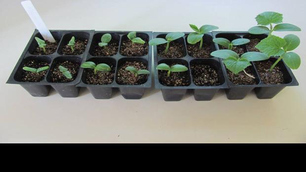 Gardening: How to create the best food for your plants | Tucson Gardens