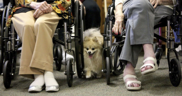 Dog Show at Sherwood Village
