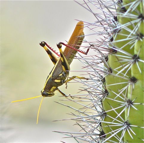 Readers' amazing insects