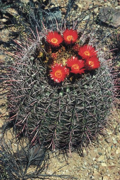 How Critters And Plants Survive The Desert Heat Advice 2572