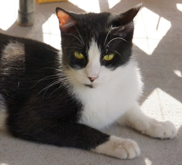 Pets for adoption