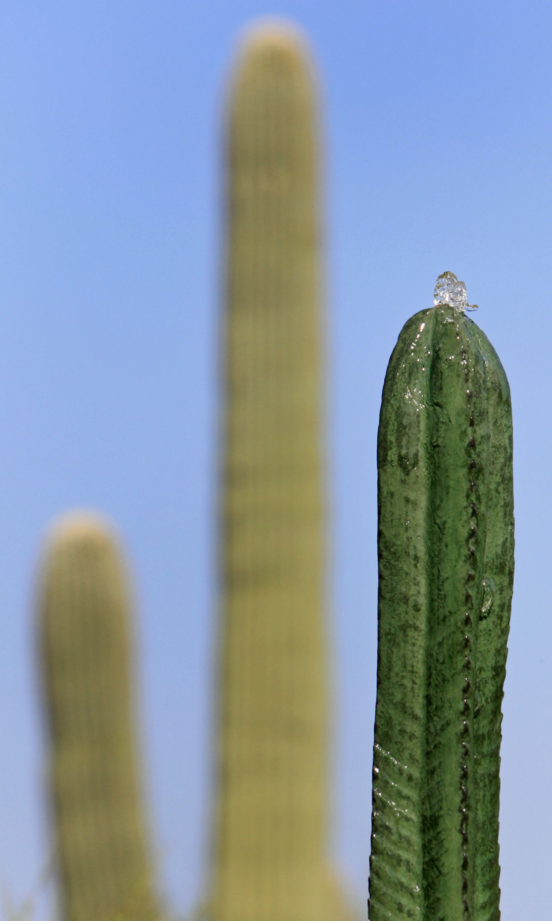 Saying goodbye to the Strong-Arm Saguaro — Town of Marana