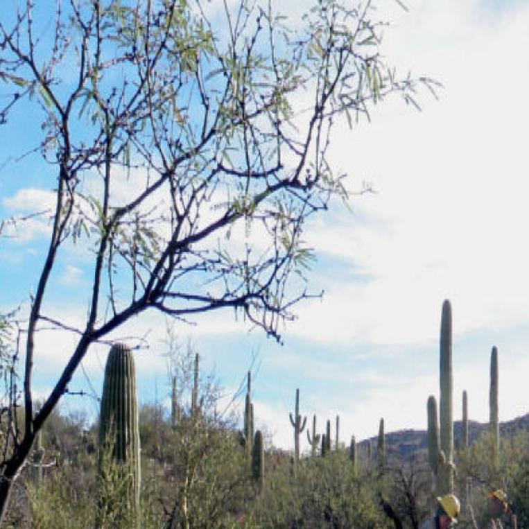 Rutted Trail In Saguaro Park Closed Replaced Local News Tucson Com