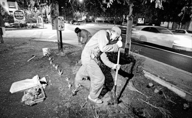 Guerrilla gardeners are cropping up in various cities  
