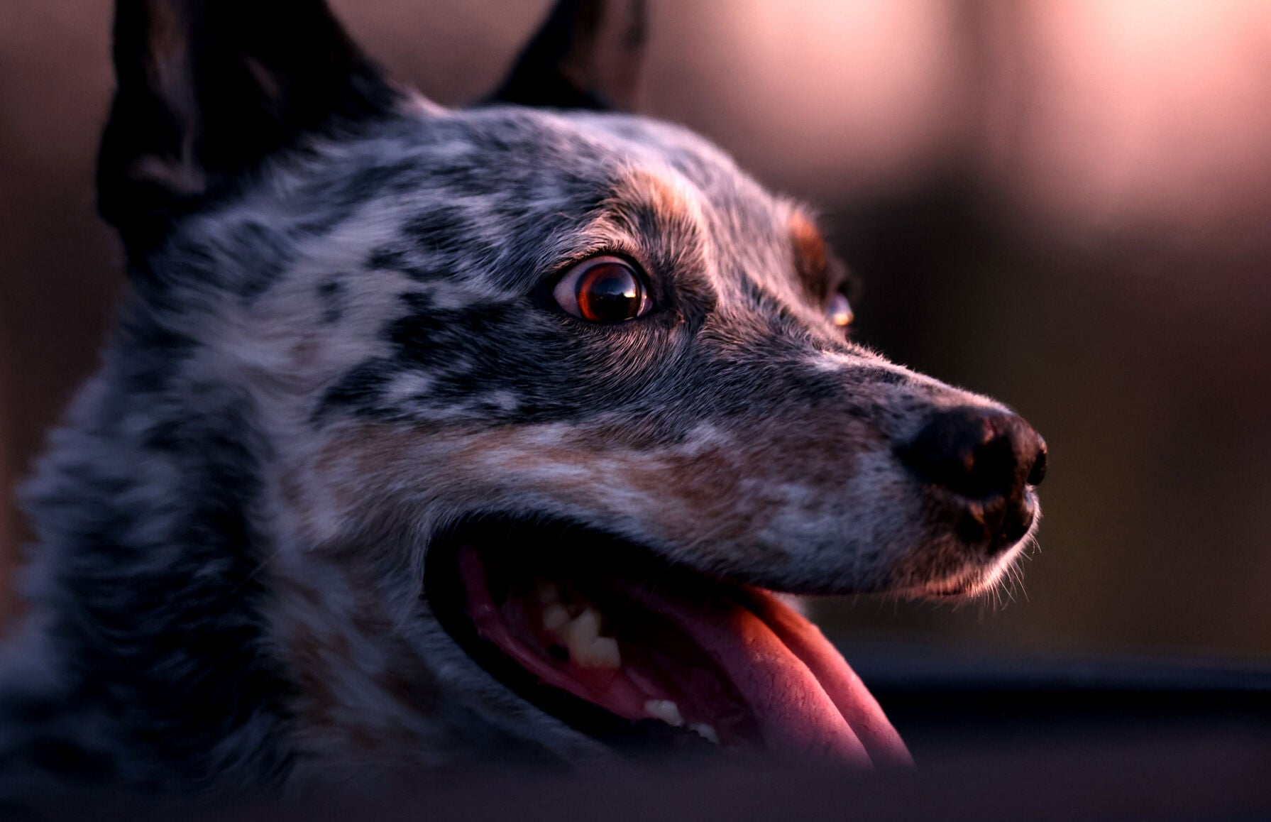 Tucson volunteers train their dogs to be heroes